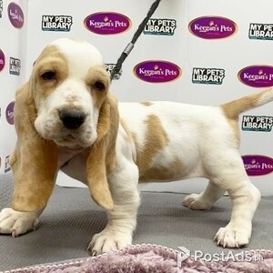 Quality Pure Basset Hound Puppies | PostAds PH