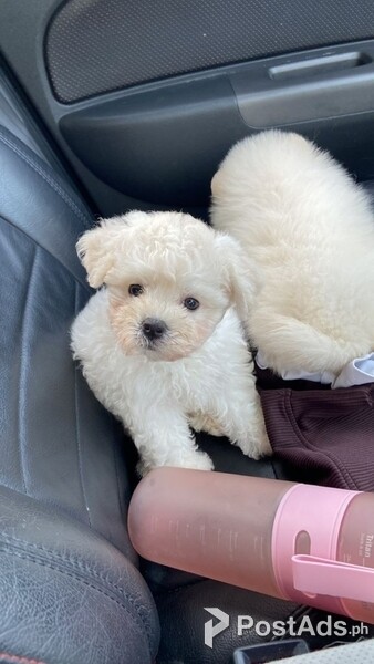 Awesome Bichon-Frise Puppies