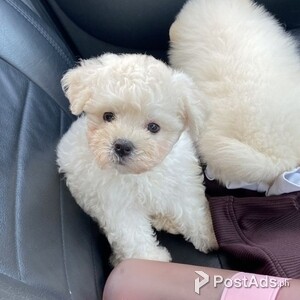 Awesome Bichon-Frise Puppies | PostAds PH