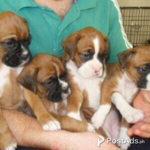 Boxer Puppies with Papers | PostAds PH