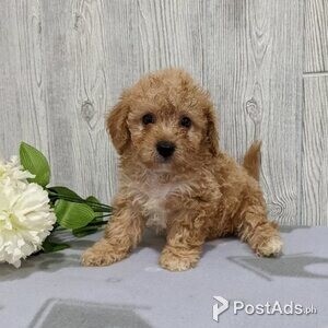 Cavachon puppies with Papers | PostAds PH