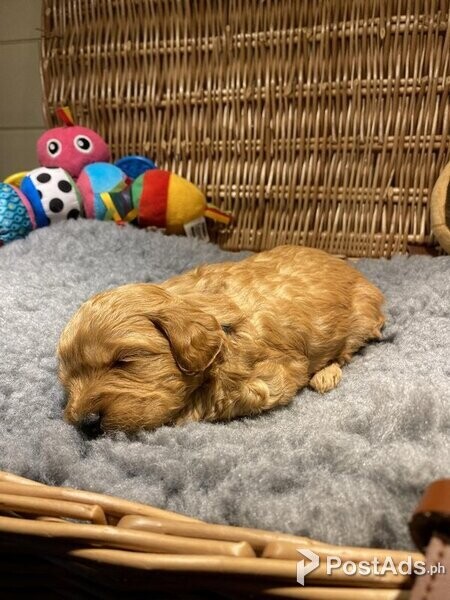 Cockapoo puppy with Papers 