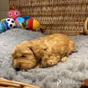 Cockapoo puppy with Papers | PostAds PH