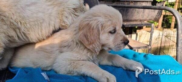 Golden Retrievers puppies, female and male available.