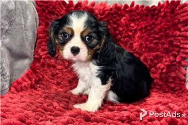 cavalier king charles spaniel