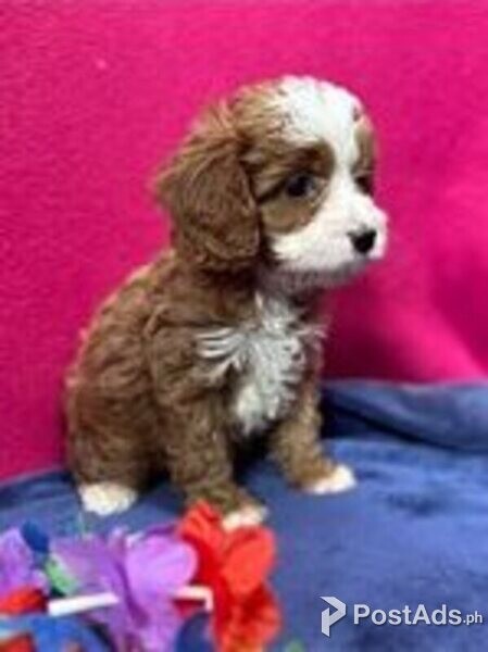 cavapoo puppies