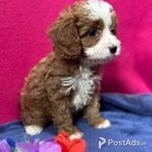 cavapoo puppies | PostAds PH