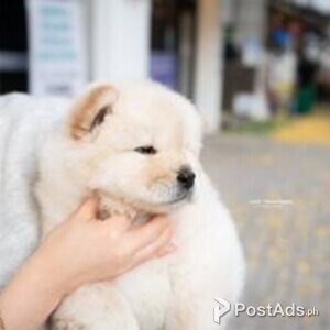 chow chow puppies | PostAds PH