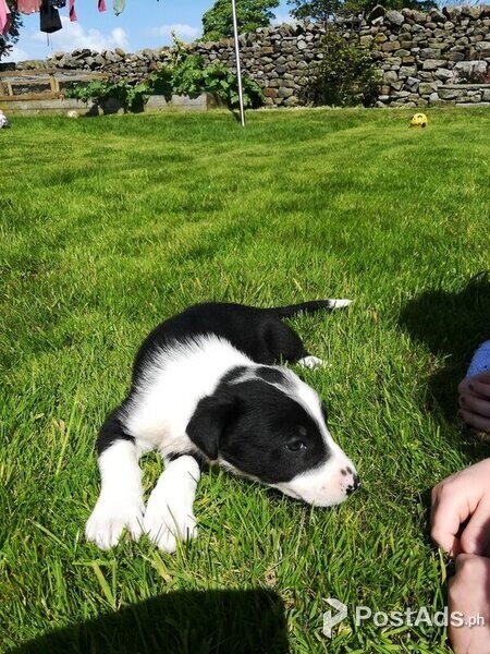 One male border collie pup for sale