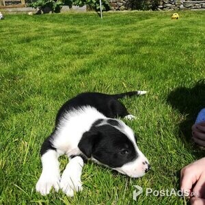 One male border collie pup for sale | PostAds PH