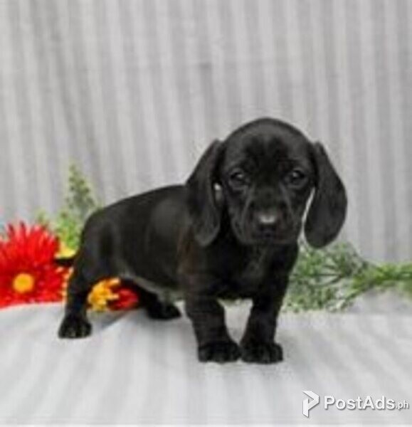 dachschund miniature puppies