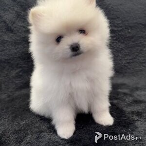 Amazin quality 2 white Pomeranian girls,4generation ancestor | PostAds PH