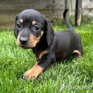 READY NOW Miniature dachshund puppies | PostAds PH