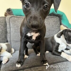 Kc registered whippet puppies | PostAds PH