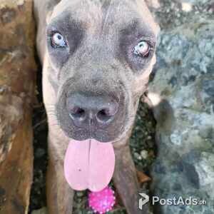 9 month old cane corso puppies | PostAds PH