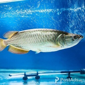 Jardini Arowana Fish.. | PostAds PH