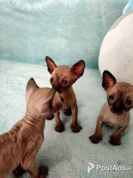 Cornish Rex Kittens (10 weeks old)