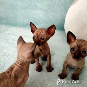 Cornish Rex Kittens (10 weeks old) | PostAds PH