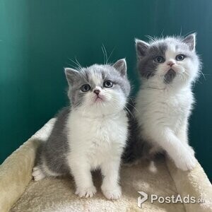 British Long Hair Kittens (10 weeks old) | PostAds PH