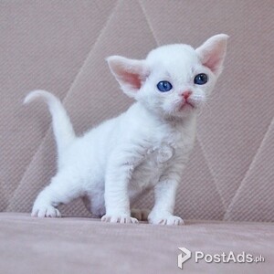 Devon Rex Kittens... | PostAds PH