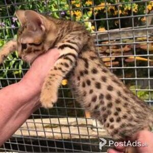 Savannah Kittens 11 weeks | PostAds PH