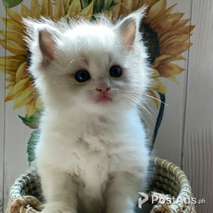 Ragdoll kittens Toilet Trained | PostAds PH