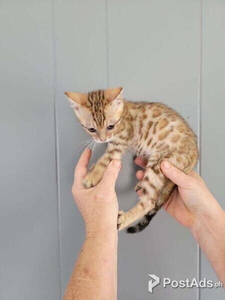 Bengal kittens Available..