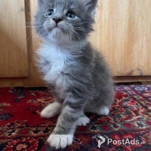 Maine coon Kittens 2 Left.. | PostAds PH