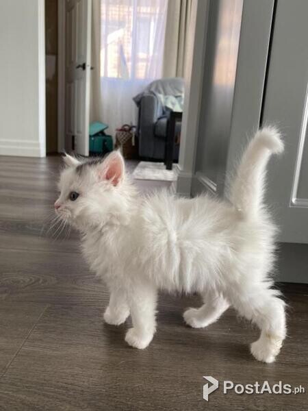 Turkish Angora kittens.