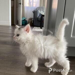 Turkish Angora kittens. | PostAds PH