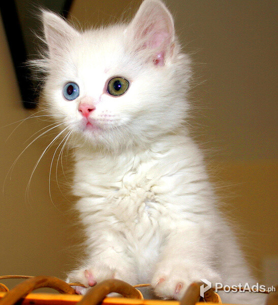 Turkish Van kittens..