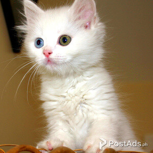 Turkish Van kittens.. | PostAds PH
