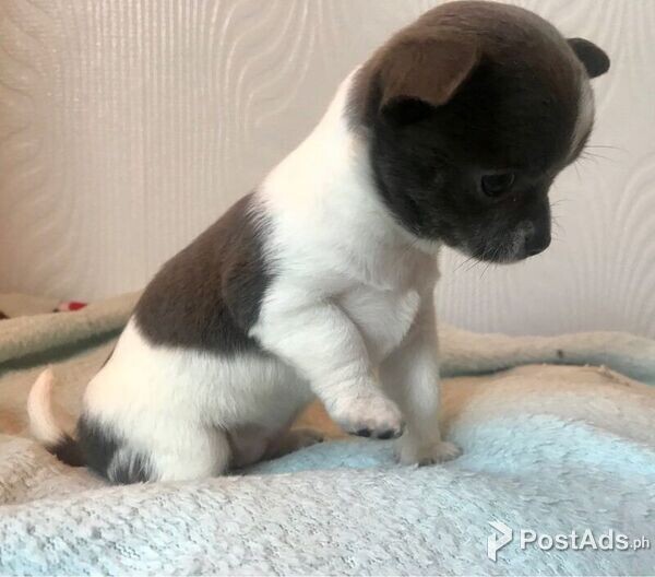 Black&white Chihuahua Puppies for sale