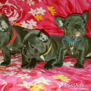 Blue French Bulldog Puppies for sale | PostAds PH