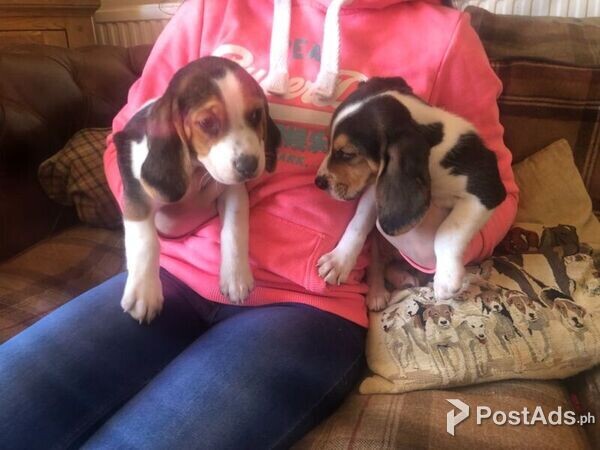 Dotted Beagle Puppies for sale
