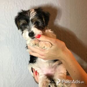 Biewer Terrier Puppies for sale | PostAds PH