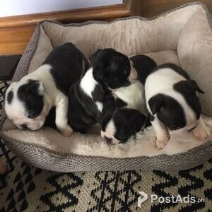 Boston Terrier Puppies for sale | PostAds PH