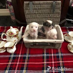Chinese Crested Puppies for sale | PostAds PH