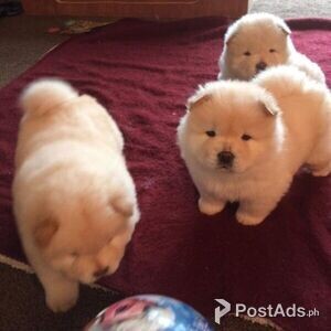 Bulky Chow Chow Puppies for sale | PostAds PH