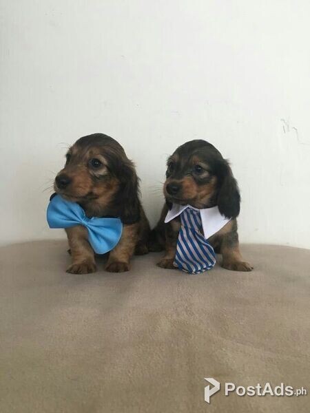 Dachshund Puppies for sale