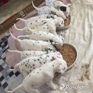 Dalmatian Puppies for sale | PostAds PH