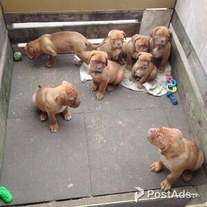 Dogue De Bordeaux Puppies for sale | PostAds PH