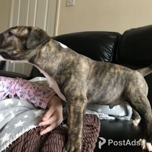 English Bulldog Terrier Puppies for sale | PostAds PH