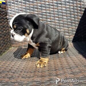 Black&Brown English Bulldog Puppies for sale | PostAds PH