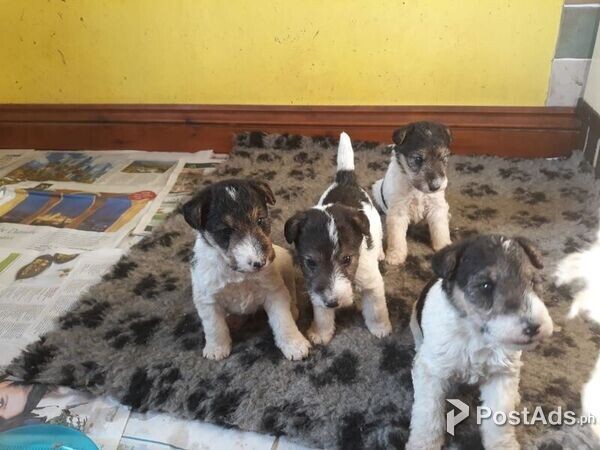 Fox Terrier Puppies for sale
