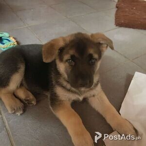 German Shepherd puppies for sale | PostAds PH