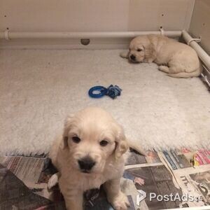 White Golden Retriever Puppies for sale | PostAds PH