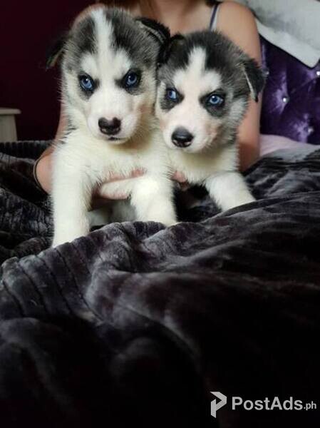 Siberian Husky Puppies for sale