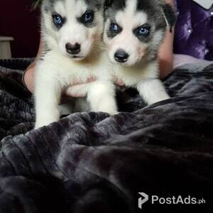 Siberian Husky Puppies for sale | PostAds PH