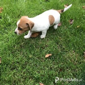 Jack Russell Puppies for sale | PostAds PH